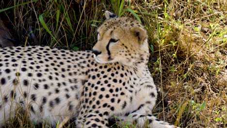 Ein-Einsamer-Gepard,-Der-Auf-Dem-Geschützten-Grasboden-Liegt-Und-Sich-Umschaut