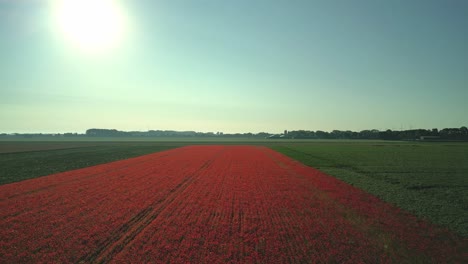 un campo de amapolas filmado contra el sol se asemeja a una alfombra roja en el paisaje