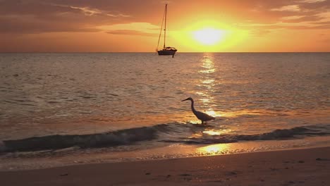 sailboat anchored on beach shot from beach egret passes through foreground