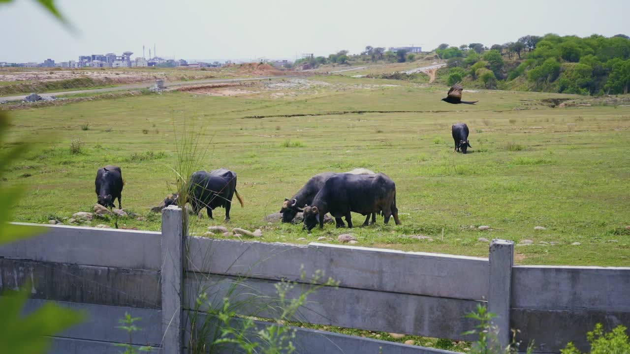 밝고 은 날 잔디에 있는 버팔로, 느린 동작