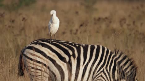 white egret grooms plumage while perching on grazing zebra in golden hour field