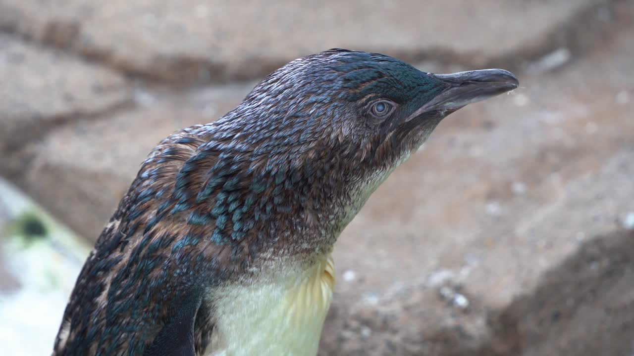 해안에 서 있는 작은 펭귄, eudyptula minor novaehollandiae의 클로즈업 샷, 주변 환경에 호기심을 갖고 짝을 부르고 있습니다.
