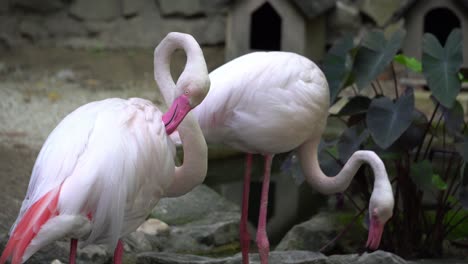 cerrar el gran flamenco pluma limpia