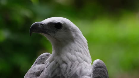 Mirando-Hacia-La-Izquierda-Mientras-La-Cámara-Hace-Zoom-Deslizándose-Hacia-La-Derecha,-águila-Marina-De-Vientre-Blanco-Haliaeetus-Leucogaster,-Filipinas