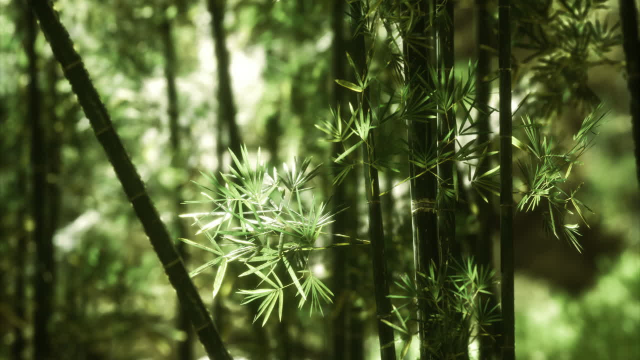 Bamboo forest showcasing dense green foliage and sunlight filtering through