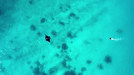 girl swims, snorkels next to a manta ray in turquoise transparent water, coral reef