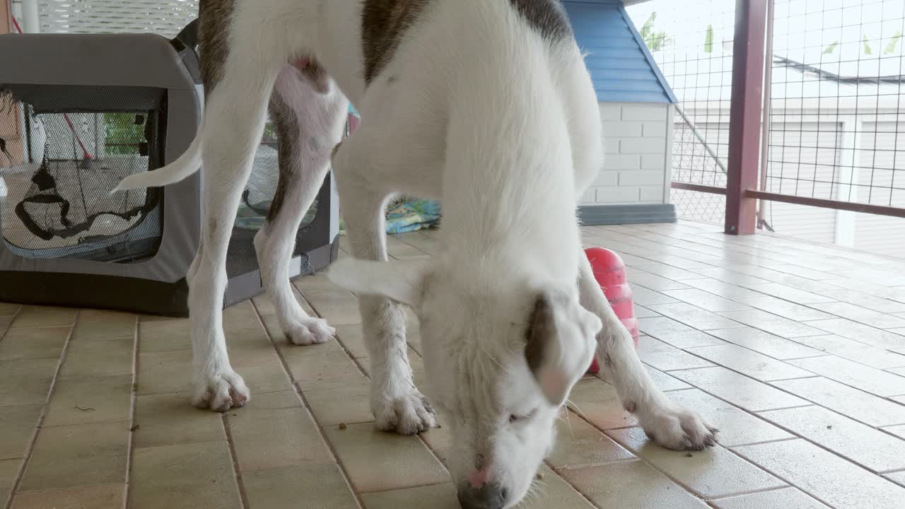발코니에서 점심을 먹기 위해 놀고 장난감을 먹이는 흰 개