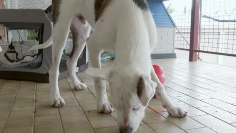 white-dog-playing-and-feeding-toy-for-his-lunch-on-balcony