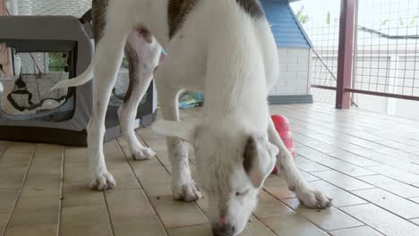 perro blanco jugando y alimentando juguetes para su almuerzo en el balcón