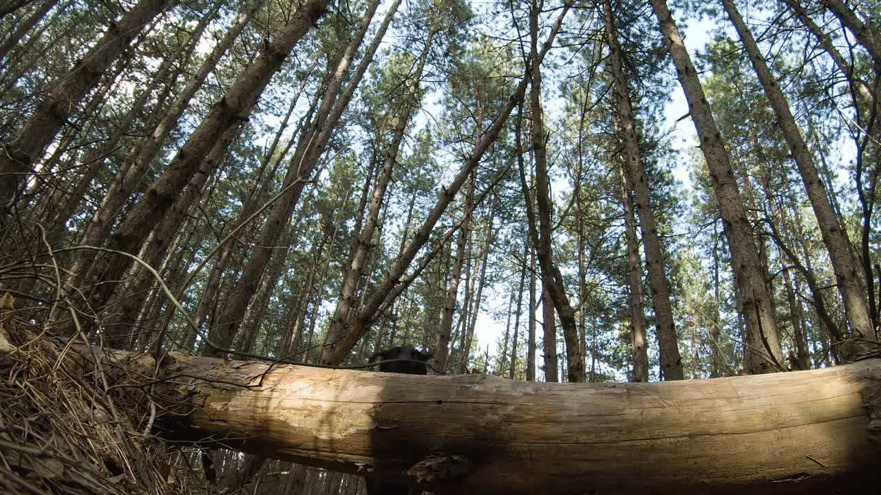 숲에서 쓰러진 나무 위로 점프하는 검은 래브라도 개