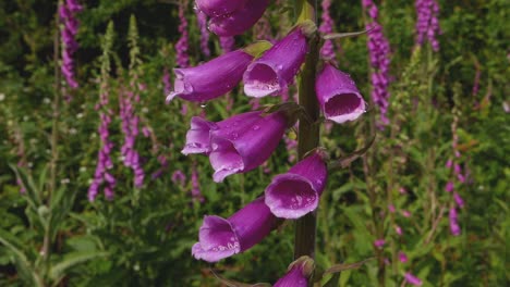 closeup of foxglove flowers, digitalis purpurea, with more flowers in the background