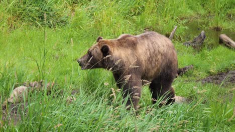 big female brown bear walking through the tall grass