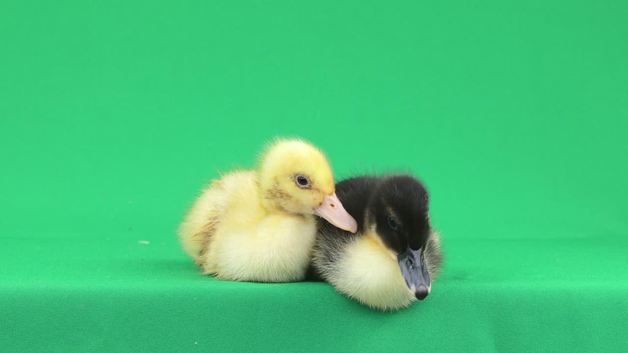 A pair of baby ducks lies on a green background.