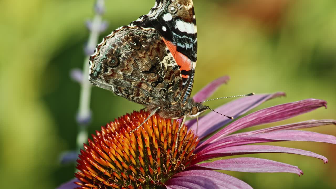 mariposa pintada de dama recogiendo néctar de coneflower púrpura en el jardín - macro