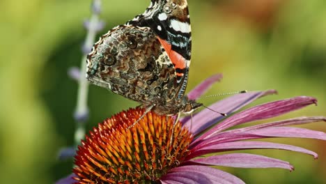 Mariposa-Pintada-De-Dama-Recogiendo-Néctar-De-Coneflower-Púrpura-En-El-Jardín---Macro