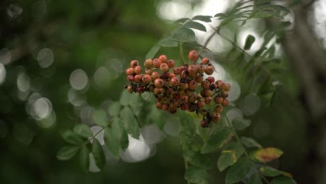 Verträumter-Schwenk-Um-Vogelbeeren,-Gefilmt-Mit-Vintage-Objektiv