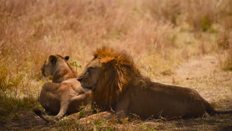 lion and lioness resting under tree shadow