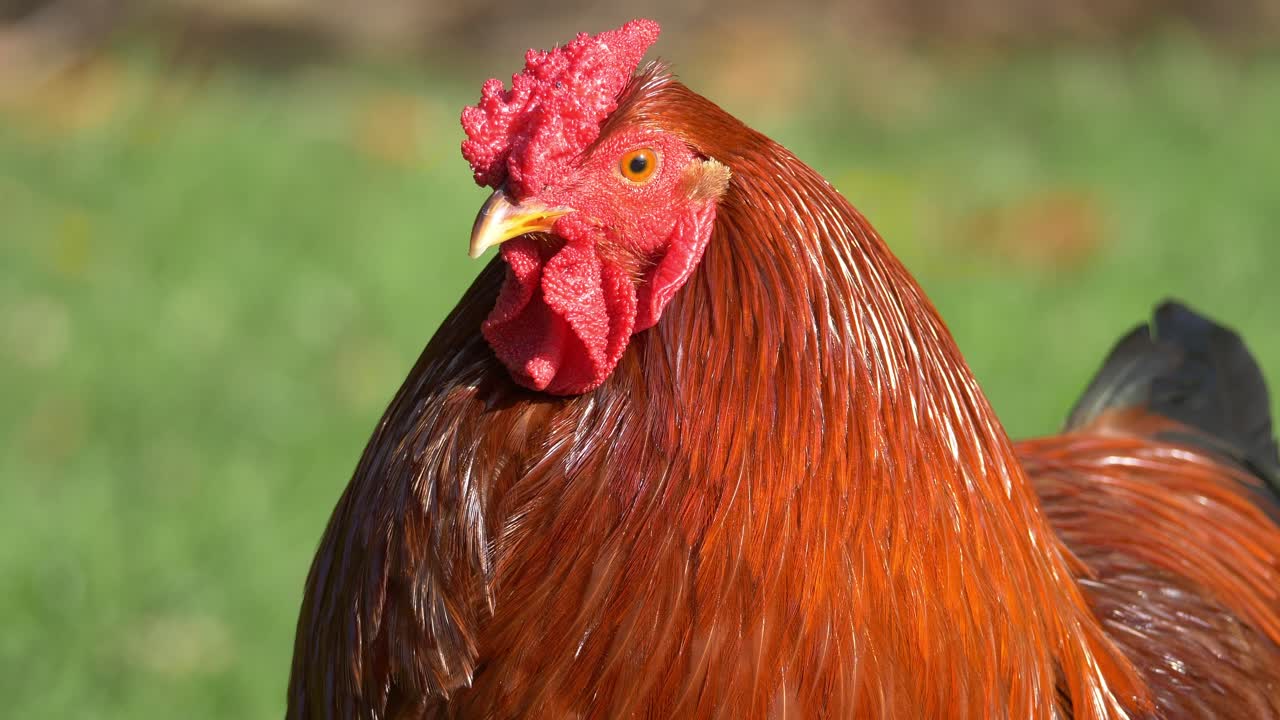 el gallo rojo es un primer plano extremo en cámara lenta