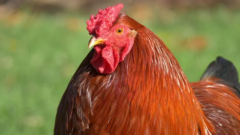 Red-rooster-extreme-closeup-in-slow-motion