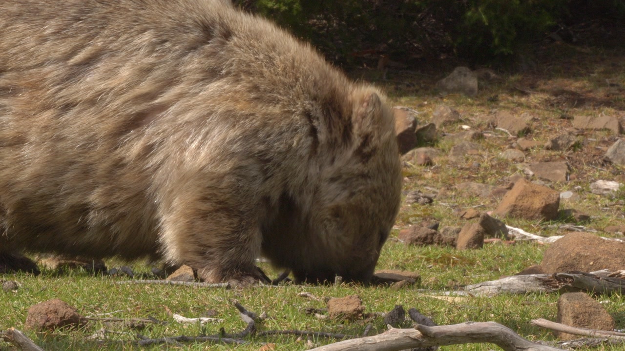 Wild Wombat Grazing On The Meadows Of Maria Island In Tasmania, Australia. Close-up Shot