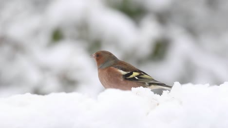 Männlicher-Buchfink-Fringilla-Coelebs-Ernährt-Sich-Im-Schnee