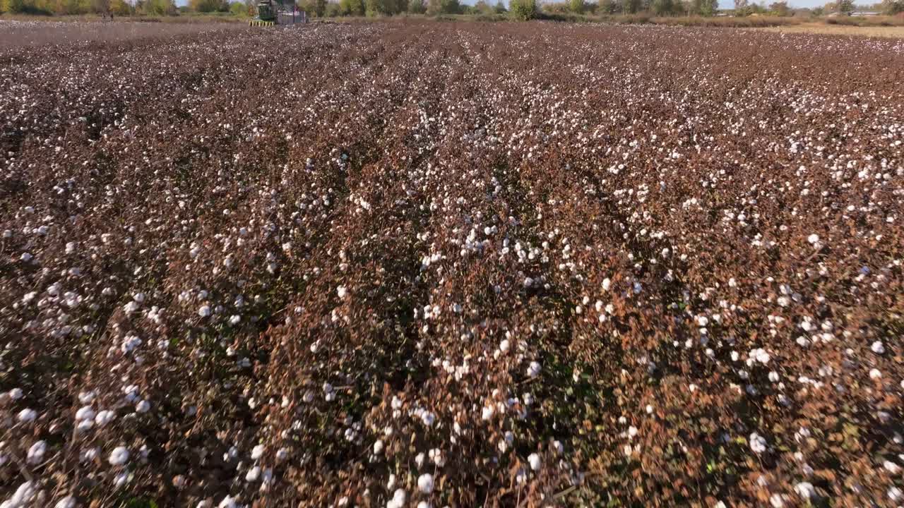 Veduta dall'alto di cotone pronto per la raccolta con le montagne sullo sfondo, Grecia
