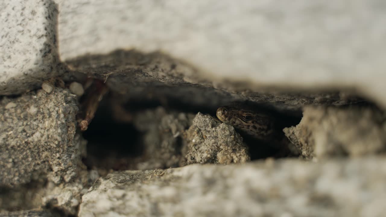 una lucertola si sta raffreddando sotto una roccia in una piccola fessura nel muro