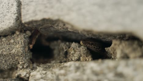 Un-Lagarto-Se-Está-Enfriando-Debajo-De-Una-Roca-En-Un-Pequeño-Hueco-En-La-Pared