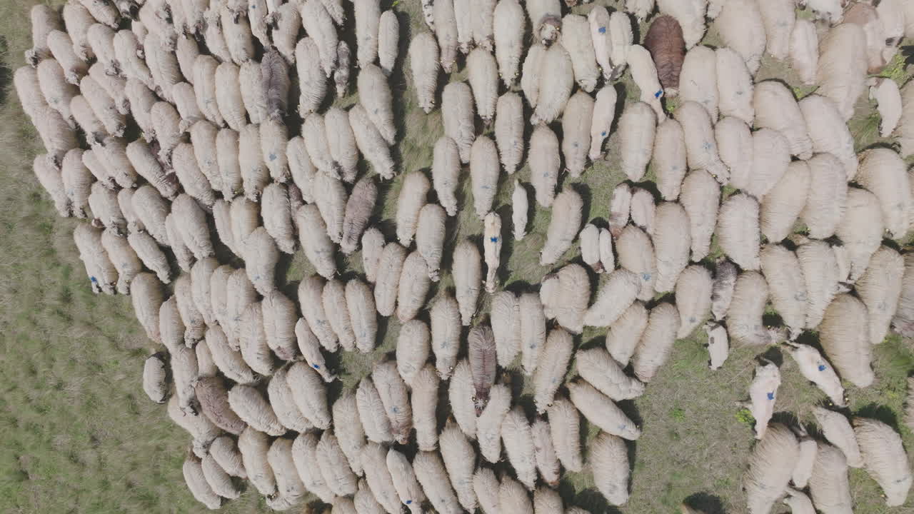 Large Flock of Sheep in a Pasture