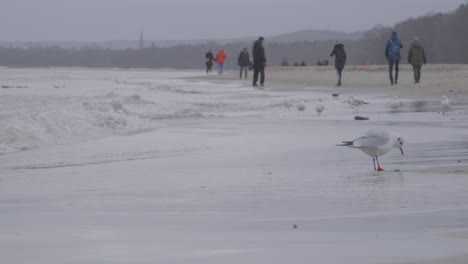 Several-small-seagulls-walk-along-the-seashore