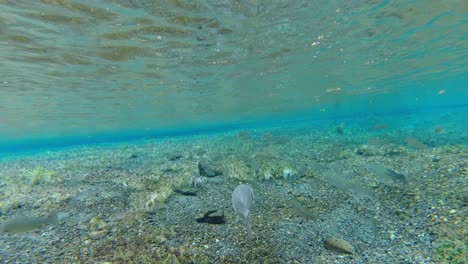 a group of fish under the stream