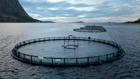 atlantic salmon jump in round marine pen, vesteraalen fjord, norway. aerial