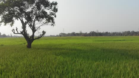 Exuberantes-Campos-De-Arroz-Verdes-En-Las-Zonas-Rurales-De-Laos-Durante-El-Día,-Aéreo