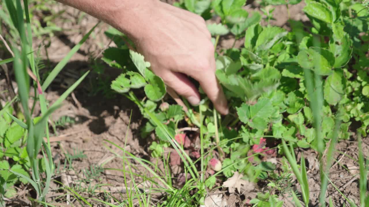 Close-up of male hands harvesting ripe red strawberries from green bushes in a sunny vegetable garden