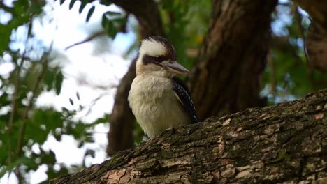 Close-up-shot-of-a-laughing-kookaburra,-dacelo-novaeguineae-perched-on-the-tree-branch-on-a-windy-day-at-the-botanic-gardens,-Australian-native-bird-species