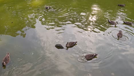 Patos-Nadando-En-Un-Estanque-De-Jardín-De-Estilo-Japonés