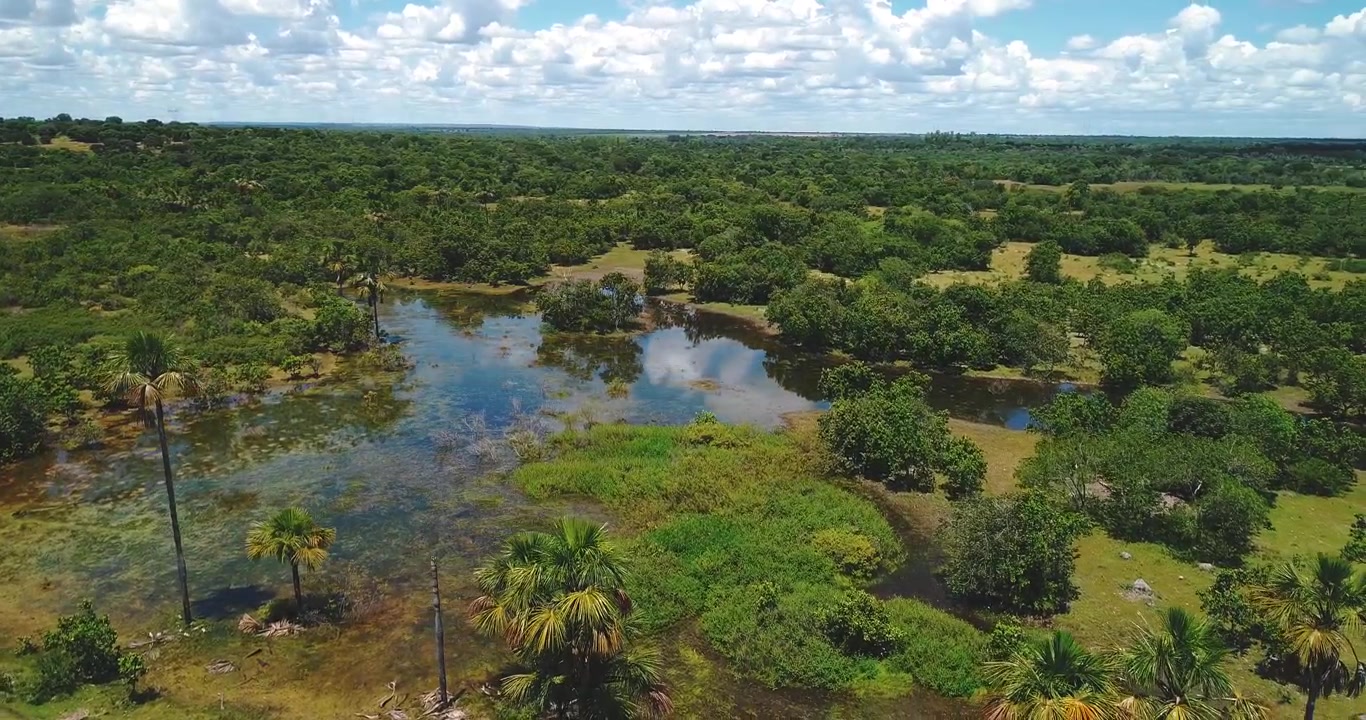 Seasonal freshwater lagoon with buriti palms, marsh vegetation and cerrado grassland near Arinos, Minas Gerais, Brazil inside the Urucuia River basin, Drone clockwise yaw reveal with orbit descent