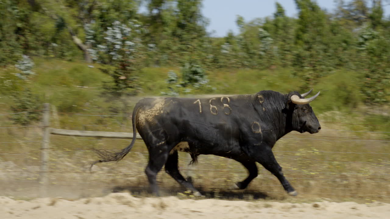 imágenes de 4k de un toro enojado en un hermoso campo