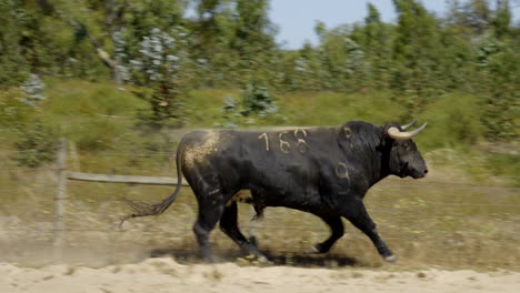 4k footage of an angry bull in a beautiful field