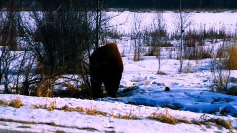 Buffalo-Sonnenaufgang-Am-Frühen-Morgen-Winter-Am-Straßenrand-Lecken-Den-Schwefel-Bewegenden-Zweig-Zweig,-Wo-Sträucher-Auf-Einem-Schneebedeckten-Nahaufnahmepfad-Neben-Kahlen-Büschen-In-Einem-Waldlebensraum-Elk-Island-Park-2-2