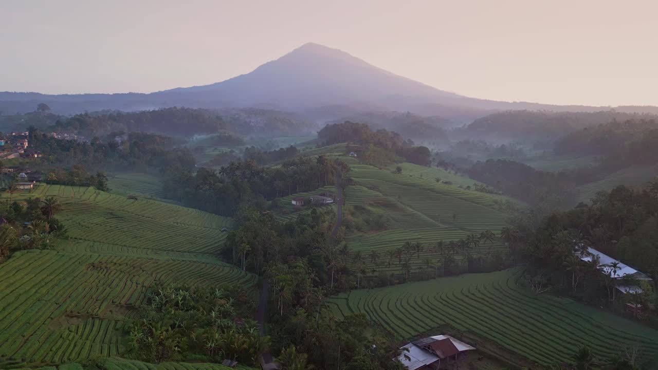 The emerald green fields of Belimbing Rice Terrace in Bali stretch into the distance. Captured at dawn, this aerial drone view shows natural beauty in perfect morning light.