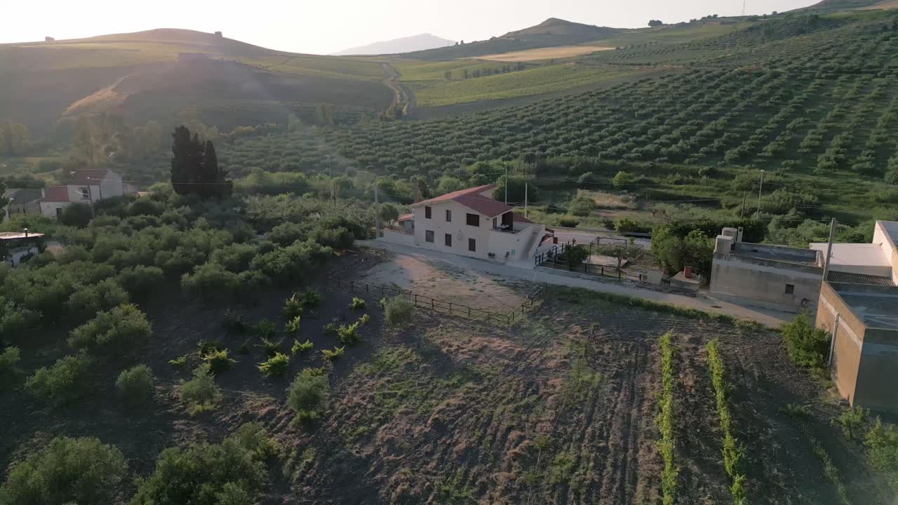 drone above Sicily Italy olive tree plantation for olive oil production hills landscape
