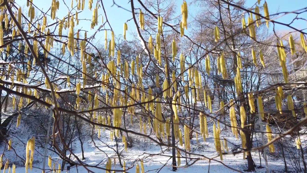 Rami d'albero nel parco invernale