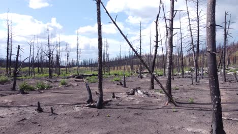 Remains-of-burnt-dead-trees-after-a-long-season-of-forest-fires-in-British-Columbia-Canada,-the-trees-once-alive-and-green-now-lie-barren-and-scorched