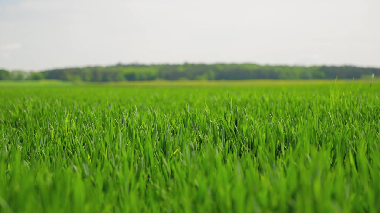 Un primo piano cinematografico di colture cerealicole di un verde vibrante che crescono in un vasto campo agricolo. Perfetto per temi di sostenibilità, agricoltura biologica e produzione alimentare ecologica.