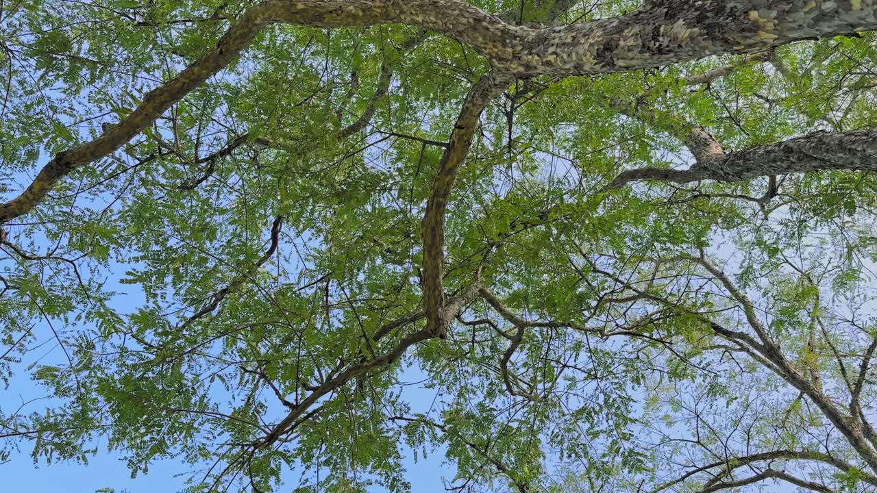 Panning shot of an amla tree showing delicate feathery leaves and sprawling branches against a clear sky, capturing gentle natural movement in daylight