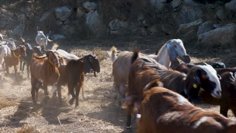 video shot of a herd of goats in the mountains of jerusalem