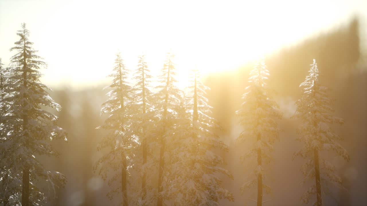 산의 숲에서 화려한 크리스마스 장면. 다채로운 겨울 해가 뜨는