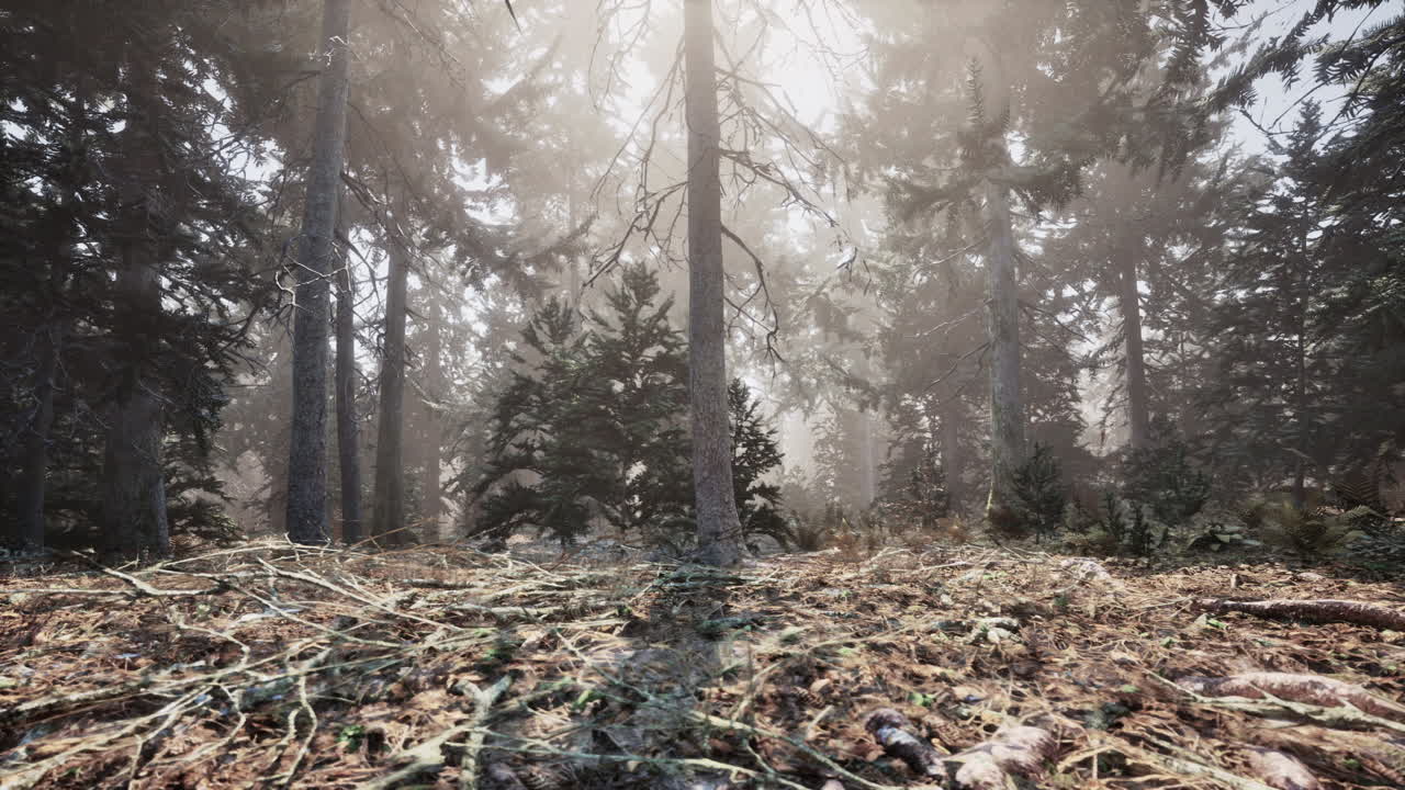 여름 날 에 높은 소나무 들 을 바라보며