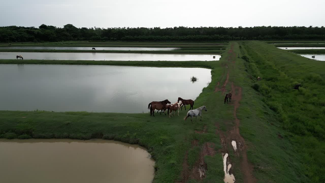 pájaro, garza y caballos salvajes pastando a lo largo de campos de arroz irrigados, bayaguana, comatillo en la república dominicana